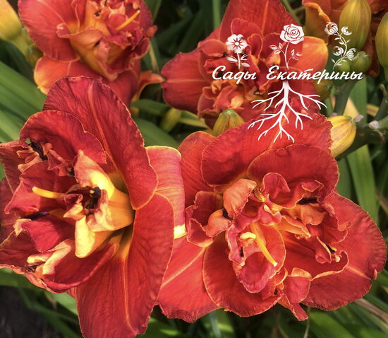 №223 Mandarin Corsage