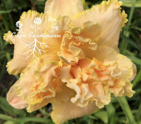 №184  Christmas Cotton