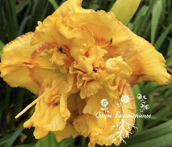 №195   JUDI  ROMANO