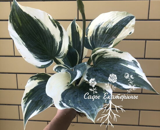  № 203  Halcyon Streaked 