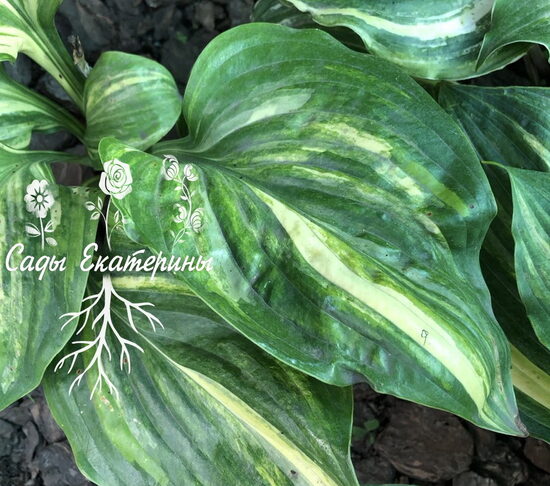 № 249  Flaming Star 