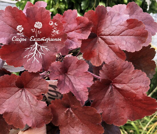 № 191 Red (Coral Bells)