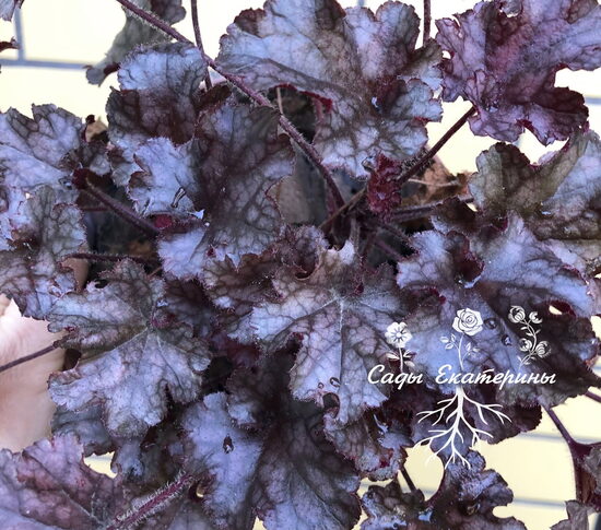  № 214  Berry Marmalade 