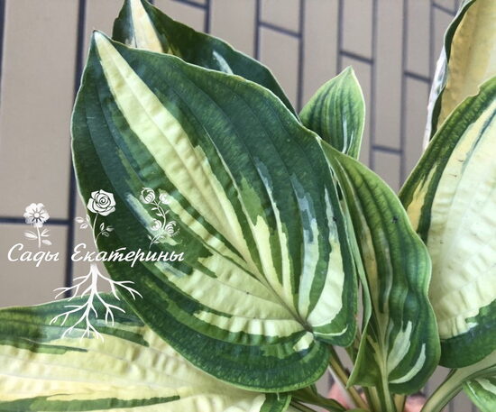  №  350  Light of Day 