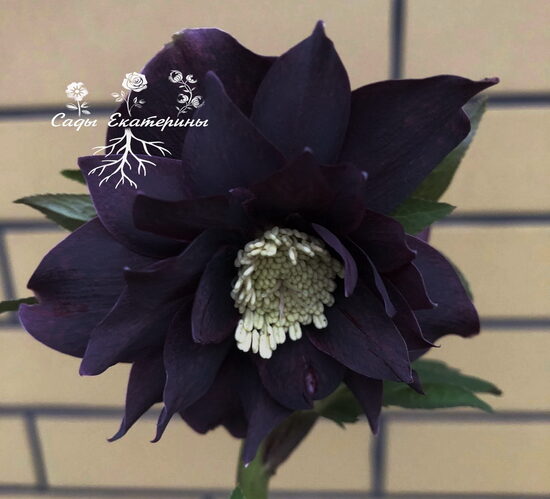  №14 'Double Black'