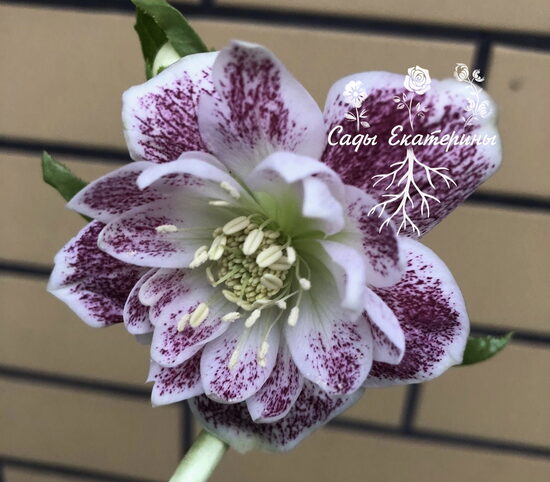  № 81 Anemone Red with White Edge 