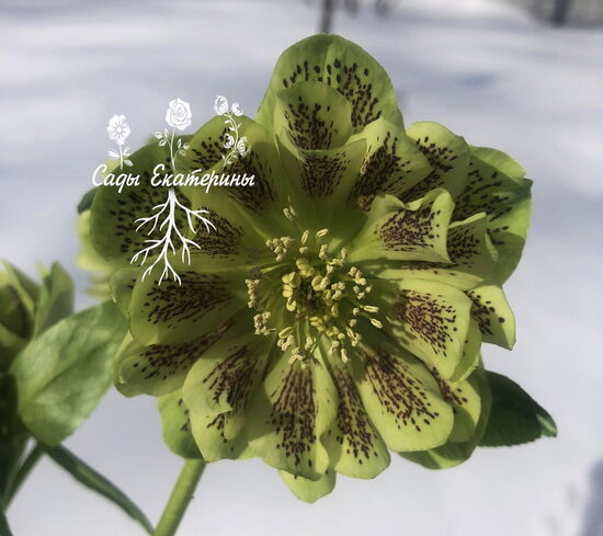  № 121 Magic Double Green Spotted