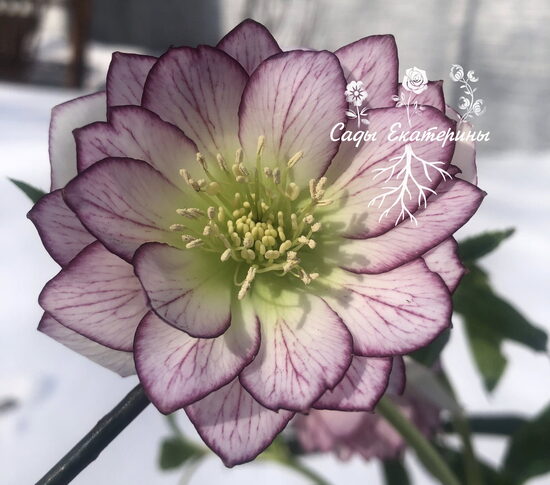   № 120 Fire and Ice 