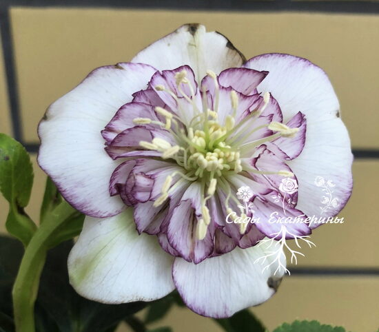   № 95   Quintessa Ice 