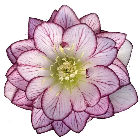 № 90  Quintessa Coral