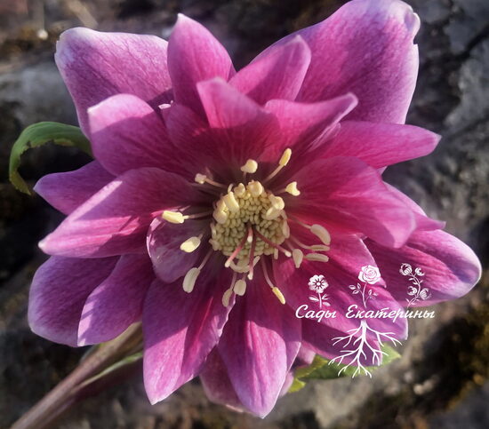  № 117 Quintessa Berry