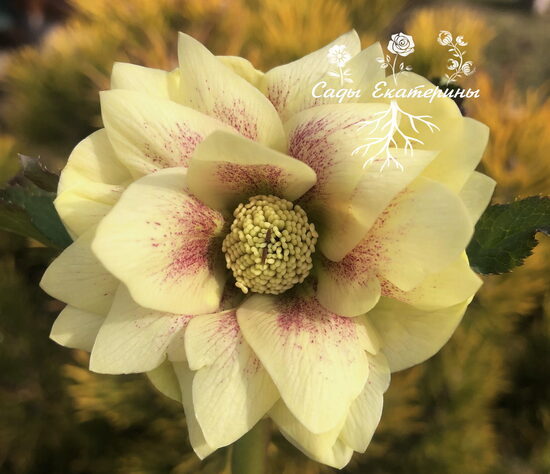  № 91-А  Quintessa Sun 