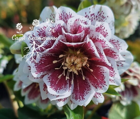   № 60 Spring Promise Molly