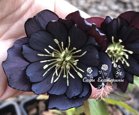   № 123  Double Slate 