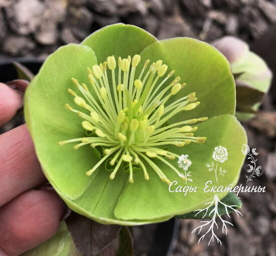  № 38   Illumi Lime