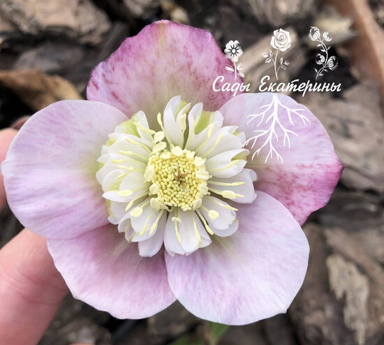  № 75   Anemone   Morning