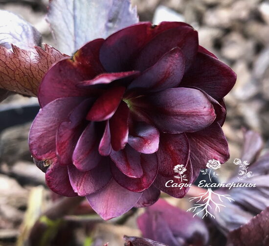 № 103  Quintessa Ruby