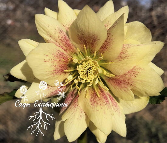  № 91-А  Quintessa Sun 