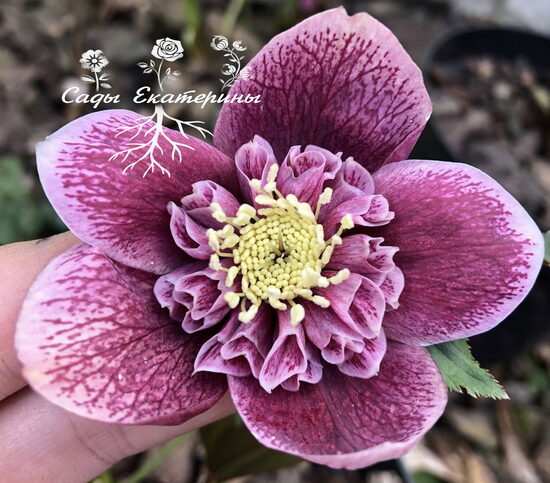  № 81 Anemone Red with White Edge 