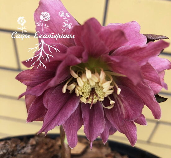  №10 Double Ellen Pink