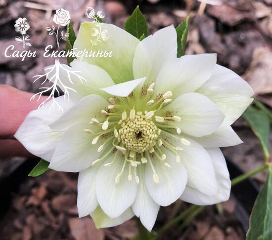  № 49 Double Ellen CUTFLOWER white
