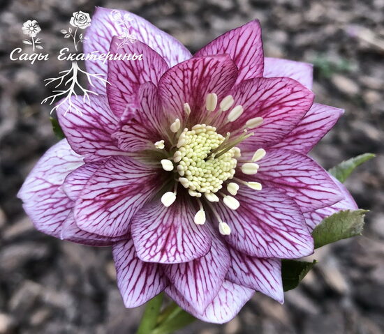   № 104  SPRING PROMISE Lily 