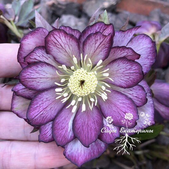 №9  Double Ellen Picotee