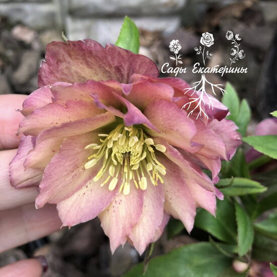   № 61  Harlequin Gem 