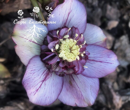  № 80 Anemone Picotee Red 