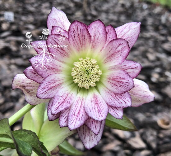 № 92-А  Quintessa Candy. 