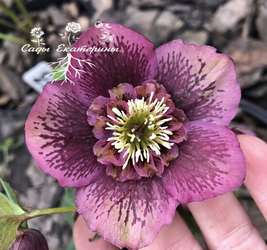 № 87-А  Anemone Pink Blotched