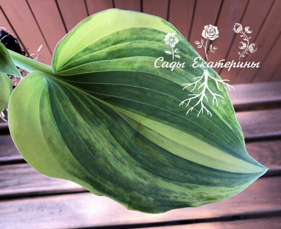  № 321  Chris' Bleeding Heart 