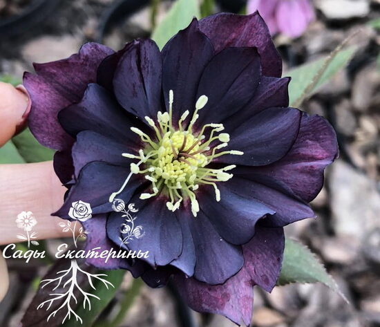    № 73  Midnight Ruffles