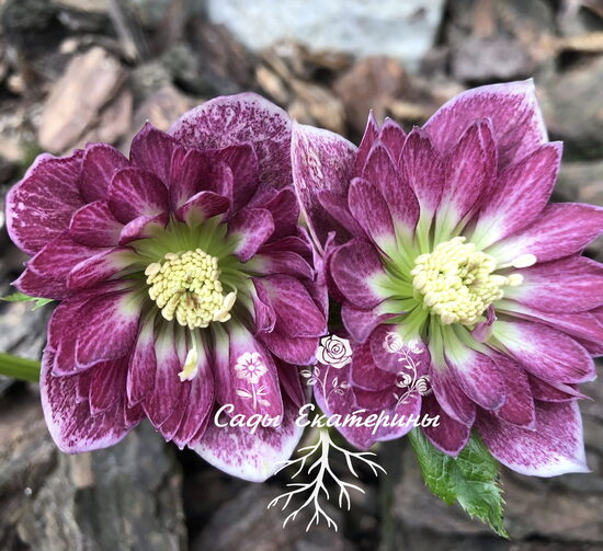  № 86   Double Red White Edge 