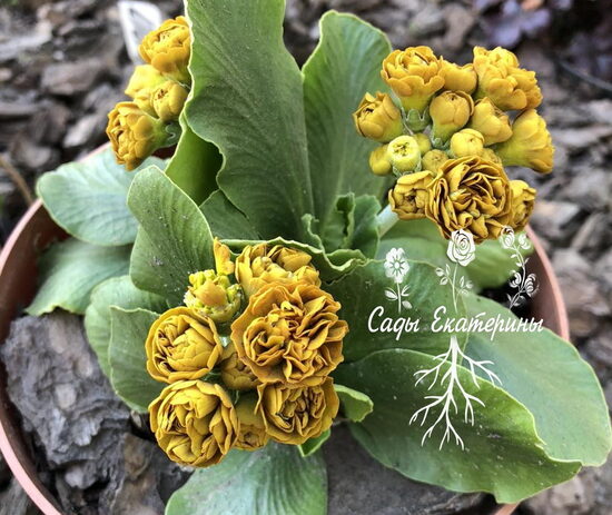  № 40 " Forest Old Gold "  primula auricula