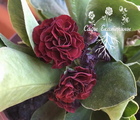  № 90 "Lincoln Pippin " Primula auricula