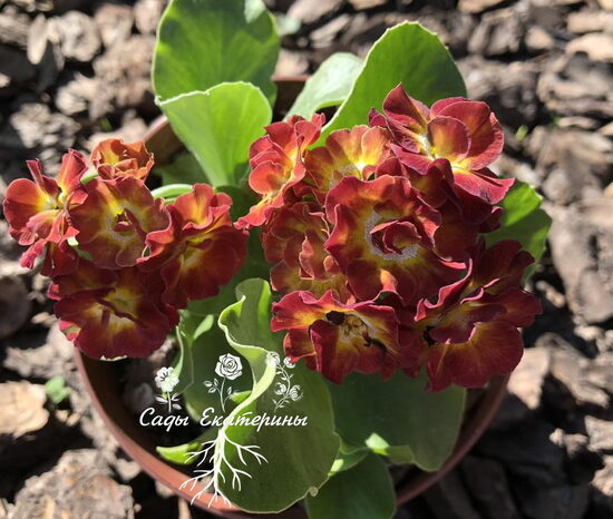 № 22 "Orange Shades" primula auricula