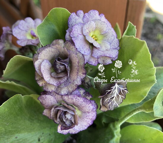 № 66   "Jolly Jumper " рrimula auricula  