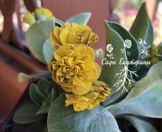  № 107 " Forest Golden Harvest "  Primula auricula