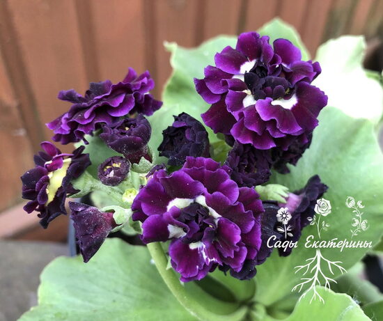  № 110 " Doublet" primula auricula
