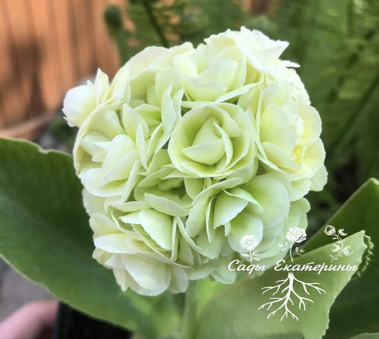 № 98 "Poacher's Starlight" primula auricula