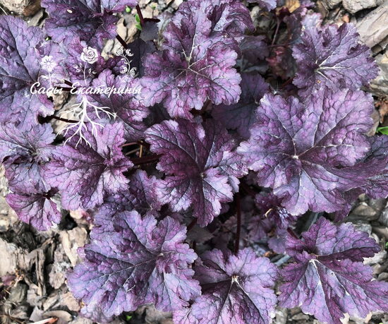  № 179  Plum Pudding 