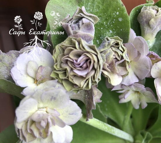  № 13  "Lilac Ladywood"  primula auricula