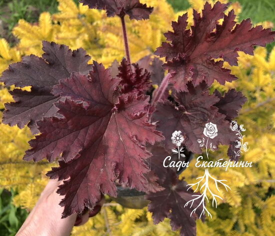 № 207 Crimson Curls