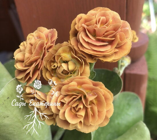  № 11  "Baltic Amber" primula auricula