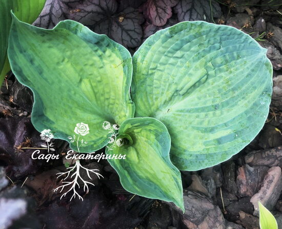  №  223 Spring Love
