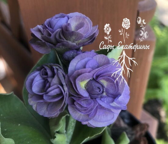   № 4  "Poacher's Sky"   primula auricula