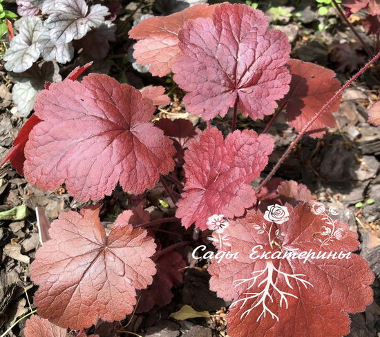  № 105  Northern Exposure Red   (Terra Nova Nurseries)