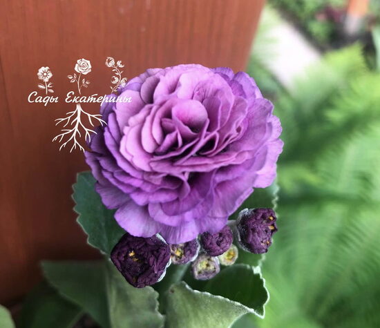  № 112 "Forest Purple Penny" primula auricula