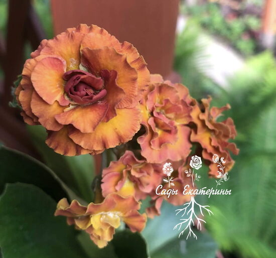  № 53 "Frank Baley" primula auricula